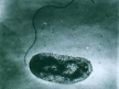 Биологи выяснили, почему патогены могут бессимптомно жить в теле годами