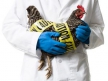 Эксперт: распространение нового вируса гриппа H5N6 маловероятно