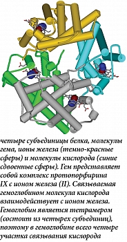 Рис. 1. Пространственная структура гемоглобина: