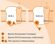 Рис. 2. Тип SUR-рецепторов и разные группы препаратов