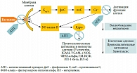 Рис. 3. Эффекты взаимодействия агониста (гистамин) и обратного агониста (антигистаминный препарат) с Н1-рецептором