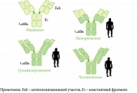 Рис. 2. Виды моноклональных антител
