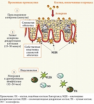 Механизмы сублингвальной иммунотерапии