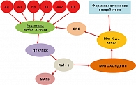 Рисунок 8. Усилительный митохондриальный KАТФ-каскад (усиление кардиопротективного сигнала при ишемическом прекондиционировании):  Ад – аденозин, Ац – ацетилхолин, Бр – брадикинин, Кат – катехоламины,  Ан II – ангиотензин II, Оп – опиоиды; фармакологическ