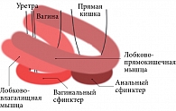 Рис. 2. Мышца, поднимающая задний проход (схема): два пучка этой мышцы – лобково-влагалищная и лобково-прямокишечная охватывают влагалище и анус соответственно
