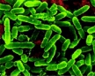 Группа ученых из США и Германии пришла к выводу, что пробиотики необязательны для здоровья организма