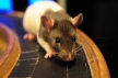 Эндогенный пептид уменьшает ишемические повреждения в мозге крыс