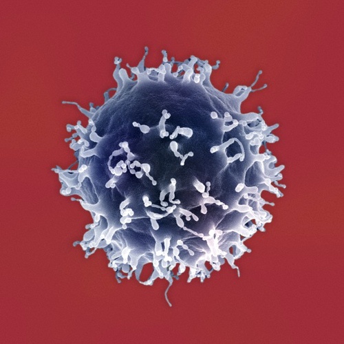 Набор антител, которые могут создать В-лимфоциты, зависит от кишечной микрофлоры. (Фото Dr. Stanley Flegler)