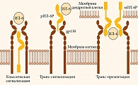 Режимы активации рецепторов ИЛ-6