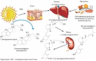 Рис. 1. Схема биосинтеза витамина (гормона) D