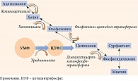 Рис. 3. Мембранный цикл Кеннеди и роль уридинмонофосфата в его реализации