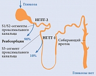 Рис. 2. Механизм действия ингибиторов НГЛТ-2