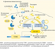 Рис. 1. Витамин D-опосредованная аутофагия в механизмах антимикробной защиты клетки [51]