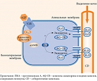Рис. 2. Механизм действия АДГ на уровне почечных канальцев