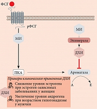 Рис. 4. МИ и ДХИ влияют на активность ароматазы в противоположном направлении (ФСГ – фолликулостимулирующий гормон. рФСГ – рецептор ФСГ. ПКА – протеинкиназа А. А – андроген. Э – эстроген)