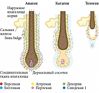 Рис. 2. Представленность фолликулярных протеогликанов в разных фазах роста волос