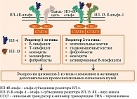 Рис. 4. Многообразие эффектов ИЛ-4 и ИЛ-13 – ключевых и центральных цитокинов, инициирующих и поддерживающих воспаление 2-го типа