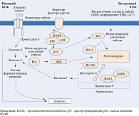 Рис. 4. Механизмы апоптоза клеток