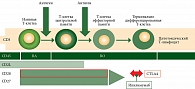 Рис. 1. Развитие цитотоксических лимфоцитов из Т-клеток памяти и экспрессируемые ими маркеры  (двойными стрелками указаны антагонистические взаимодействия между CTLA4 и CD28)