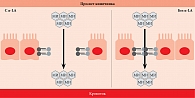 Рис. 7. Альфа-лактальбумин (α-LA) увеличивает прохождение МИ через кишечный клеточный монослой, вызывая временное открытие плотных контактов между клетками