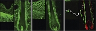 Рис. 1. Флуоресцентная микроскопическая картина распределения протеогликанов в волосяном фолликуле и дермальном сосочке