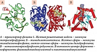 Рис. 5. Пространственные структуры белков, непосредственно вовлеченных в гомеостаз фолатов: