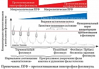 Рис. 2. Протеогликановая атрофия фолликула и спектр фолликулярной гипогликании